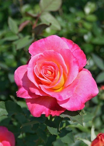 A une rose